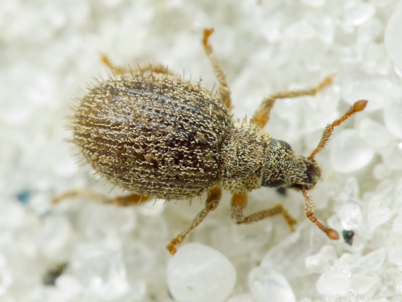 Brachysomus (Brachysomus) echinatus (Bonsdorff, 1785)